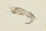 Fossil Mantis Shrimp (Pseudosculda) with Four Fish - Lebanon #200641-1